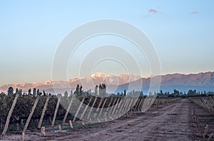 Early morning in the vineyard, Maipu, Mendoza