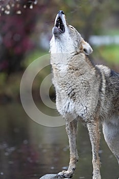 Early morning vocalizations by coyote