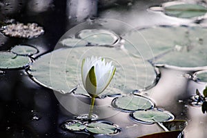 Early morning waterlily