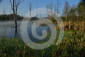 Early morning on NYS wetland nature preserve swamp photo