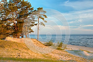 Early morning on the wild beach with clear sky and growing pines. Baltic sea coast. Latvia.