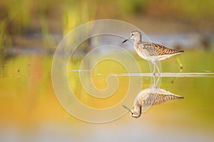Early morning wood sandpiper with reflection