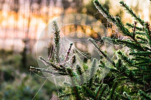 Early morning in the woods. A spider web covered with hoar frost