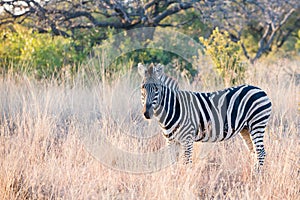 Early morning zebra