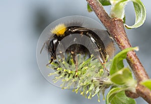 Early-nesting bumblebee, Bombus pratorum feeding on catkin