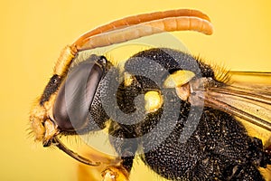 Early Nomad Bee, Nomad Bee, Nomada leucophtalma photo