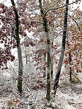 Early October Snow on the Foliage