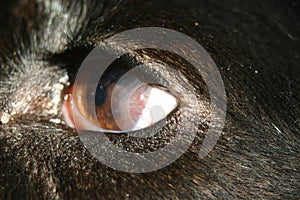 Early pannus on dog eye