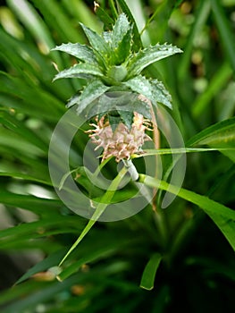 Early Pineapple Growth Stage