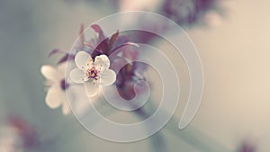 Early Plum Blossom. Sign Of Spring Coming. Flowering Plum.