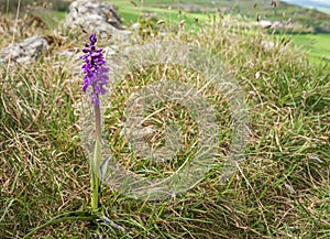 Early Purple Orchid