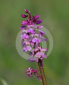 Early Purple Orchid