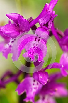 Early purple orchid flowers â€“ Orchis mascula