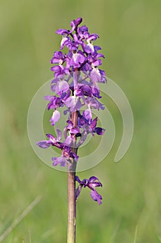 Early Purple Orchid - Orchis mascula