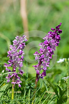Early purple orchid (orchis mascula) flower