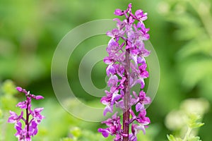 Early purple orchid (orchis mascula) flowers