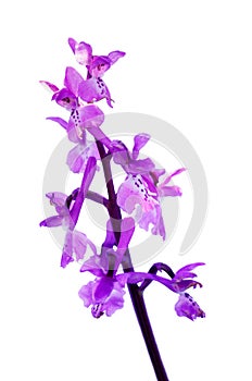 Early Purple Orchid - Orchis mascula