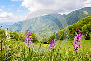 Early-purple orchid on spring mountain meadow