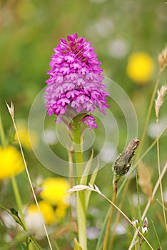 Early purple Pyramidal orchid (Anacamptis pyramida