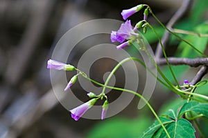 Early purple wildflower vines
