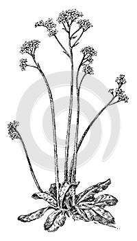 Early Saxifrage vintage illustration