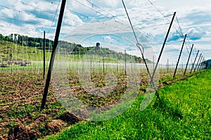 Early season hop yard