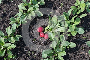 Early small radish lies on the garden bed among the growing radishes.