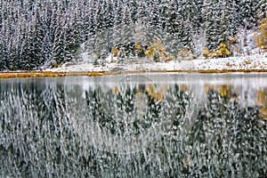 Early snow and fall colours, Sibbald Lake Provincial Recreation Area, Alberta, Canada