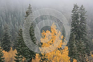 Early snow and fog in fall #3