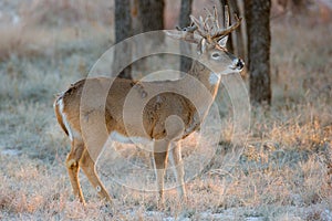 Early snow in Texas with whitetail buck