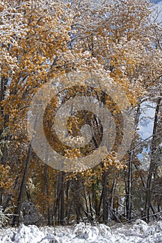 Early snow on trees with golden fall leaves