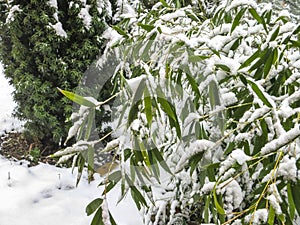 Early snowfall in the garden. Green leaves of evergreen bamboo Phyllostachys aureosulcata are covered with snow.