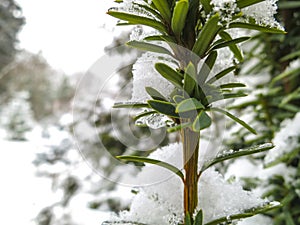 Early snowfall. Green leaves of evergreen yew Taxus baccata Fastigiata Aurea