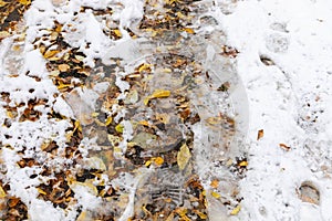 Early snowing in fall. Fallen yellow leaves and shoes prints on first wet snow.