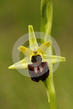 Early Spider Orchid - Ophrys sphegodes, detail of flowers