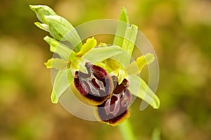 Early Spider Orchid, Ophrys sphegodes, flowering European terrestrial wild orchid, nature habitat, detail of bloom, green clear ba