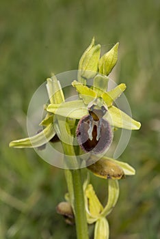 Early Spider Orchid, Ophrys sphegodes