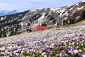 Early sping on the Alps mountain with the first blooming wild crocus flowers