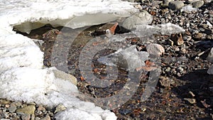 Early spring, actively melting snow, streams of water flow through ice and snow,Spring coming, global warming, season