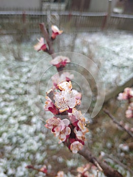 Early spring apple flower branch