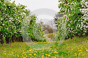 Early spring in apple plantation