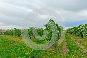 Early spring in apple plantation