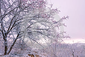 Early spring apricot flower