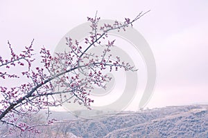 Early spring apricot flower