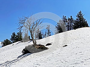 The early spring atmosphere with the last remnants of winter and snow in the Seeztal subalpine valley, Walenstadtberg