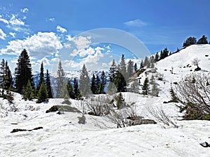 The early spring atmosphere with the last remnants of winter and snow in the Seeztal subalpine valley, Walenstadtberg