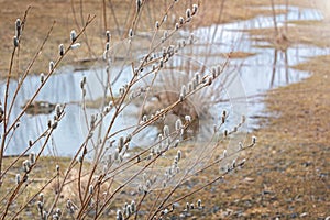 Early spring background, buds on pussy willow branches, march background, wallpaper nature in spring