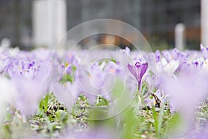 Early spring background with close-up of a single blooming purple crocus flower