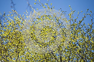 Early spring background of first fresh leaves of birch tree branches in spring sunlight