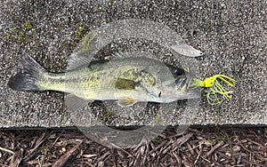 Early Spring Bass Catch photo